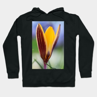 Crocus angustifolius  AGM  Cloth-of-gold crocus Hoodie